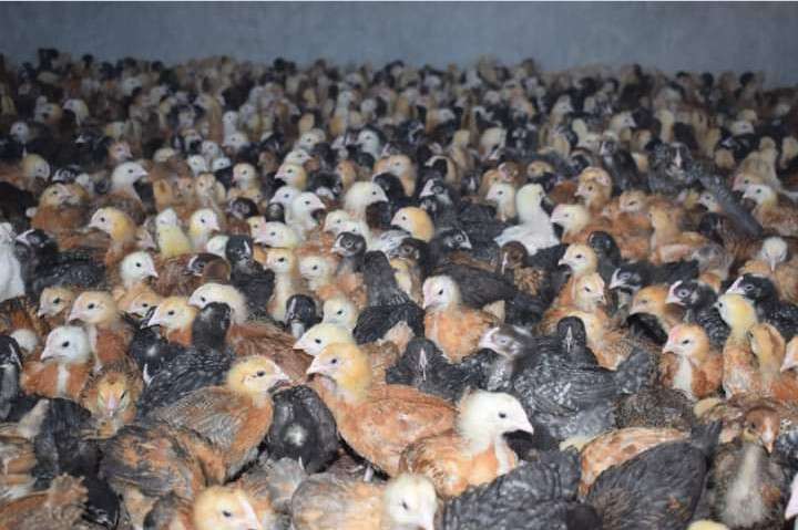 Rearing of Chicken