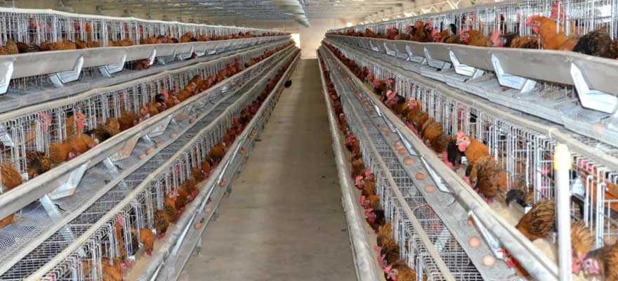 supply of cages housing solutions