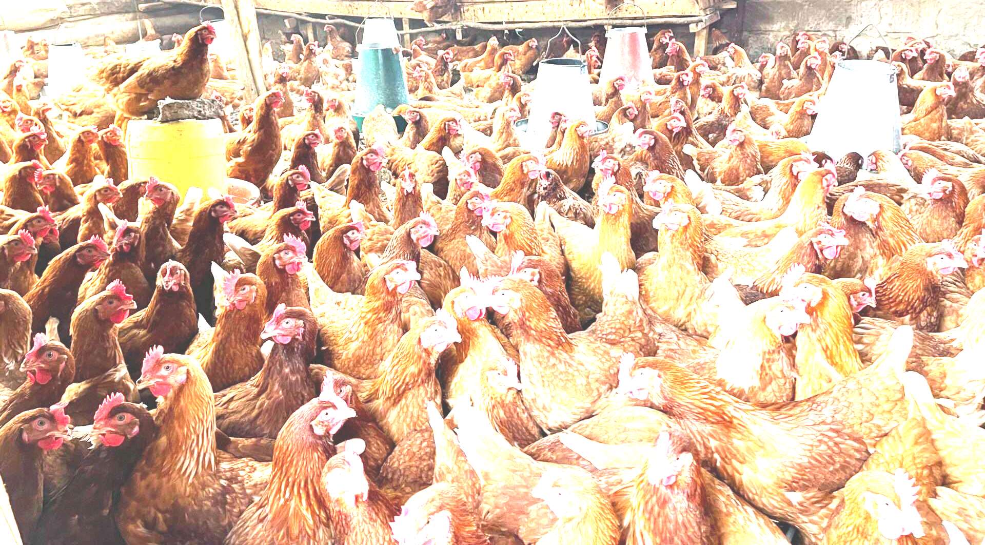 Custom Packaging Options