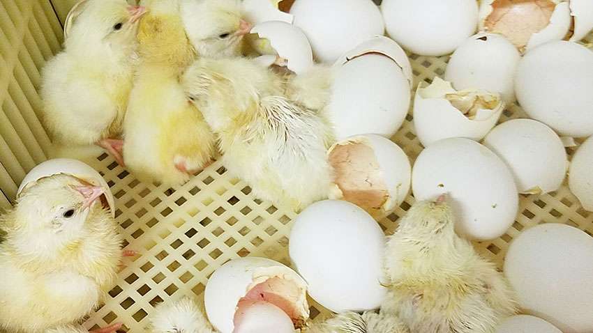 3 Months Old Chickens